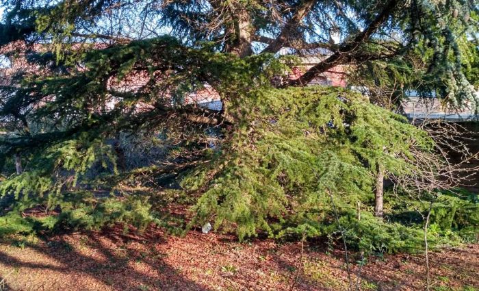 Poda de refaldeo en finca particular
