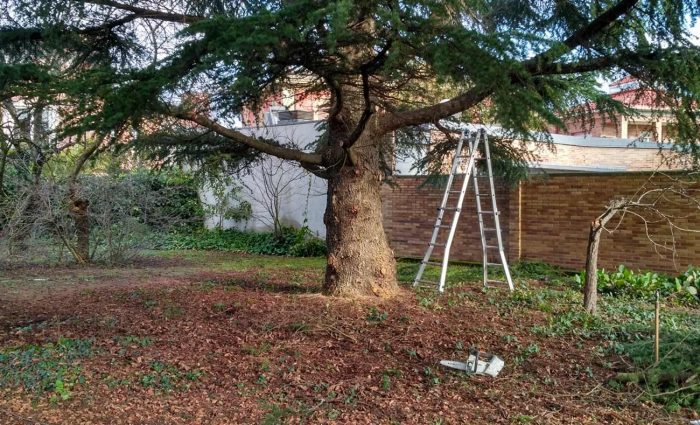 Poda de refaldeo en finca particular