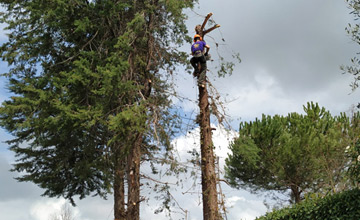 Poda de altura