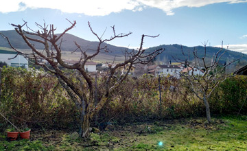 Poda de arboles frutales Poda de arboles frutales