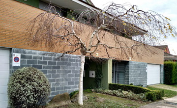 Poda de jardines Poda limpieza de jardines